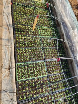  청계유정란 박진균님의 고추 · 영농일지 작성글 사진