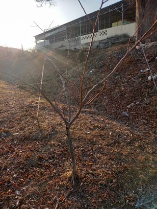 성재엄마님의 복숭아 · 영농일지 작성글 사진