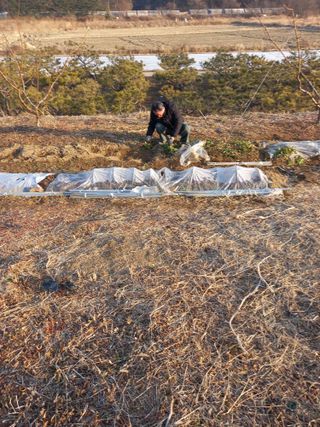 성재엄마님의 복숭아 · 영농일지 작성글 사진