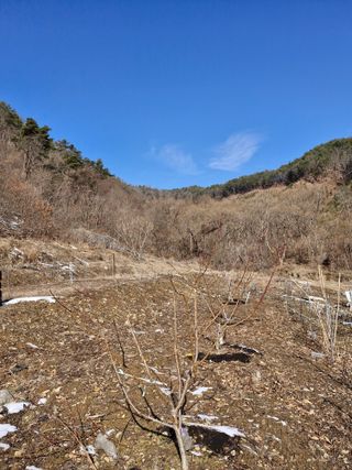 낙엽교목류21691님의 기타작물 · 영농일지 작성글 사진