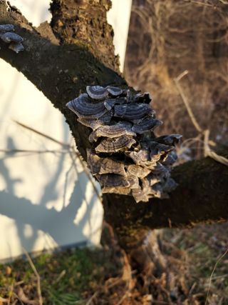 아나조아님의 기타작물 · 영농일지 작성글 사진