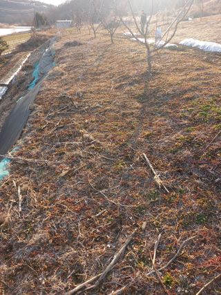 성재엄마님의 복숭아 · 영농일지 작성글 사진