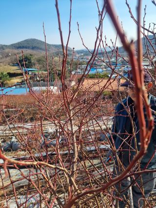 김현숙 블루베리 작두콩님의 기타작물 · 영농일지 작성글 사진