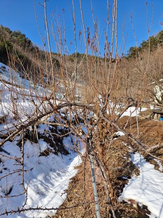 낙엽교목류21691님의 기타작물 · 영농일지 작성글 사진