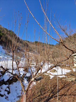 낙엽교목류21691님의 기타작물 · 영농일지 작성글 사진