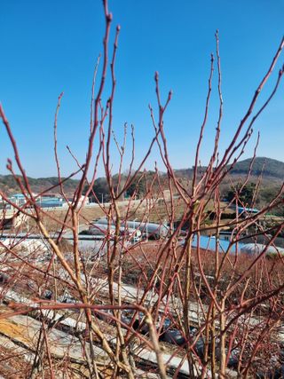 김현숙 블루베리 작두콩님의 기타작물 · 영농일지 작성글 사진