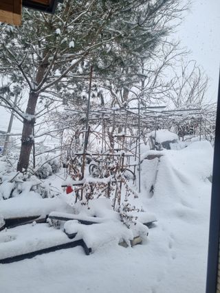 김현숙 블루베리 작두콩님의 기타작물 · 영농일지 작성글 사진