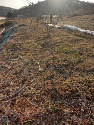 성재엄마님의 복숭아 · 영농일지 작성글 사진