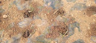 김정은님의 양파 · 영농일지 작성글 사진