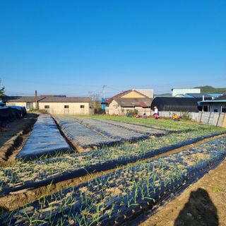 백현호님의 마늘 · 영농일지 작성글 사진