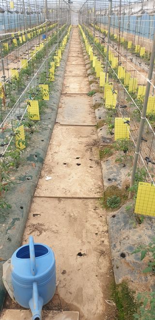 토마토아부지왕궁면님의 기타작물 · 영농일지 작성글 사진