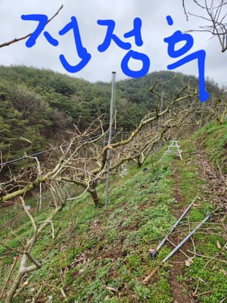 진짜뒤비진놈님의 기타작물 · 영농일지 작성글 사진