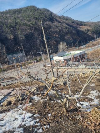 김용대님의 기타작물 · 영농일지 작성글 사진