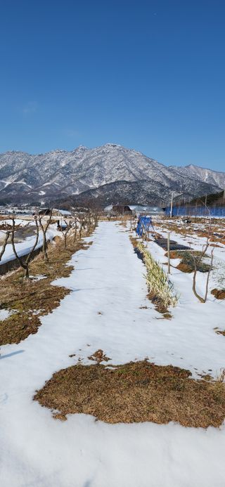 한재골님의 복숭아 · 영농일지 작성글 사진