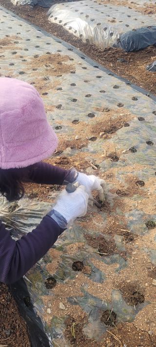 김정은님의 양파 · 영농일지 작성글 사진