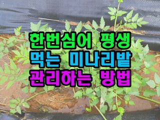 꿈꾸는텃밭님의 기타작물 · 영농일지 작성글 사진