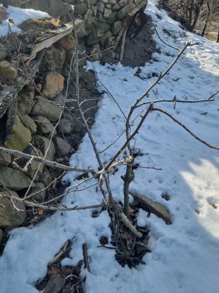 김용대님의 기타작물 · 영농일지 작성글 사진