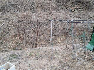 이은주(여성초보농민님의 기타작물 · 영농일지 작성글 사진