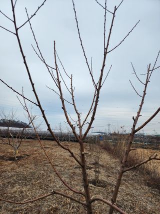 박병한님의 기타작물 · 영농일지 작성글 사진