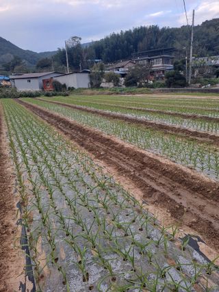 박흠님의 마늘 · 영농일지 작성글 사진