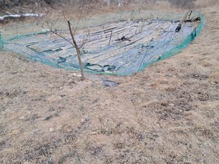 이은주(여성초보농민님의 기타작물 · 영농일지 작성글 사진