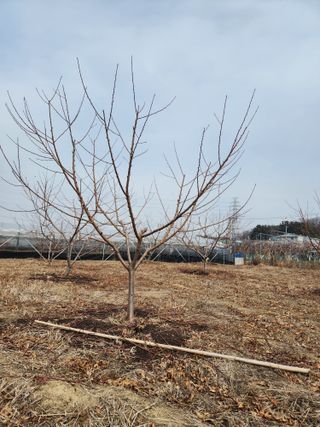 박병한님의 기타작물 · 영농일지 작성글 사진