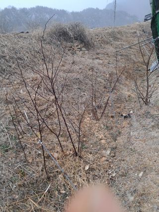 이은주(여성초보농민님의 기타작물 · 영농일지 작성글 사진