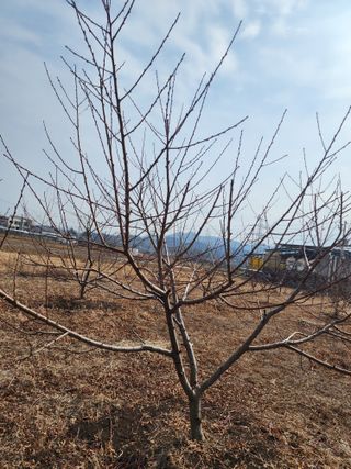 박병한님의 기타작물 · 영농일지 작성글 사진