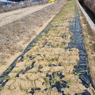 백현호님의 마늘 · 영농일지 작성글 사진