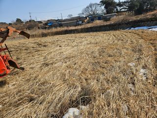 하이론님의 벼 · 영농일지 작성글 사진