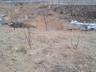 이은주(여성초보농민님의 기타작물 · 영농일지 작성글 사진