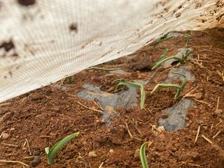 김유찬님의 마늘 · 영농일지 작성글 사진