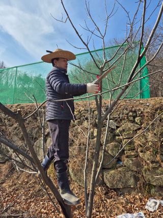 금송농원정시훈님의 기타작물 · 영농일지 작성글 사진