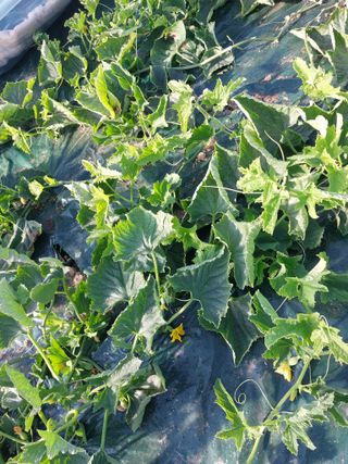 두릅나무20739님의 기타작물 · 영농일지 작성글 사진