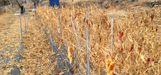 감농사및복합작물님의 고추 · 영농일지 작성글 사진