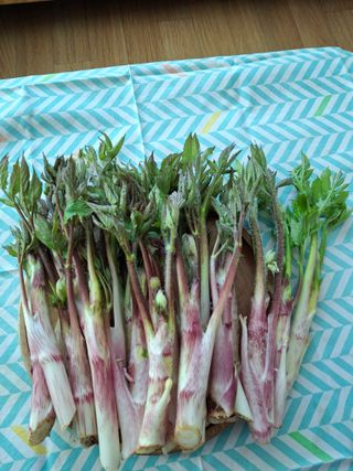 변귀재님의 기타작물 · 영농일지 작성글 사진