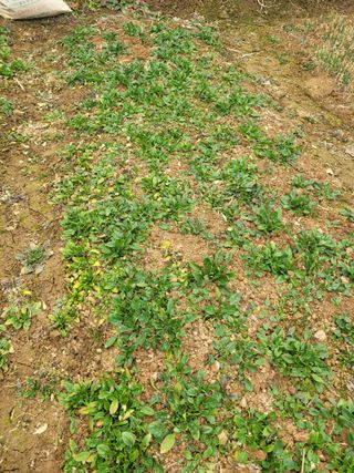 원탑님의 기타작물 · 영농일지 작성글 사진