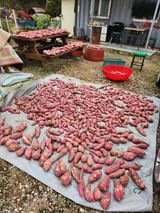 팜모닝 기타작물·영농일지 게시글 이미지