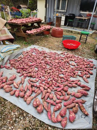 이준희님의 기타작물 · 영농일지 작성글 사진