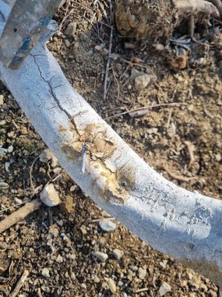 김용대님의 고구마 · 영농일지 작성글 사진