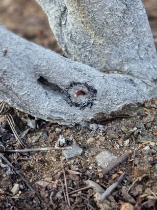 김용대님의 고구마 · 영농일지 작성글 사진