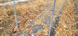 감농사및복합작물님의 고추 · 영농일지 작성글 사진