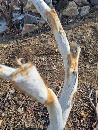 김용대님의 고구마 · 영농일지 작성글 사진