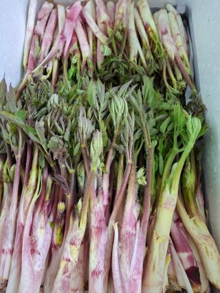 변귀재님의 기타작물 · 영농일지 작성글 사진