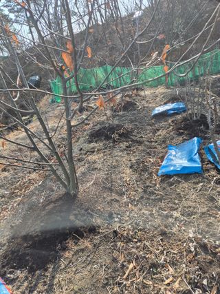 금송농원정시훈님의 기타작물 · 영농일지 작성글 사진