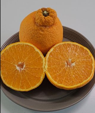 새달귤농장님의 귤 · 영농일지 작성글 사진