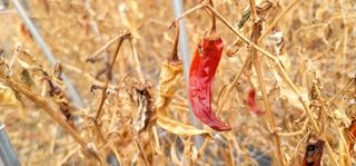 감농사및복합작물님의 고추 · 영농일지 작성글 사진