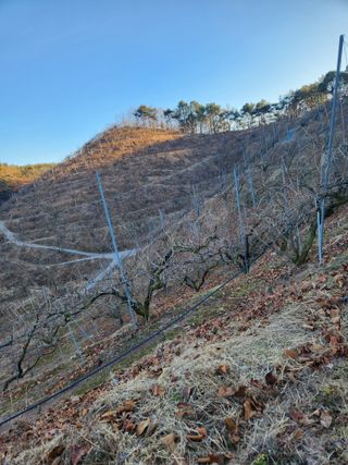 진짜뒤비진놈님의 기타작물 · 영농일지 작성글 사진