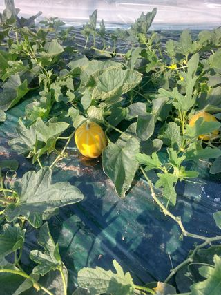 두릅나무20739님의 기타작물 · 영농일지 작성글 사진