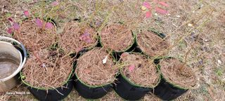 김동제님의 기타작물 · 영농일지 작성글 사진